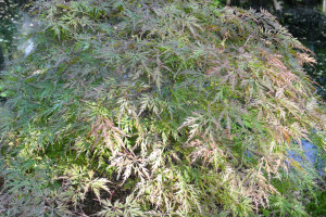 Acer palmatum Orangeola    